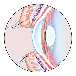 The image displays a detailed cross-sectional view of a human eye with its various components labeled, such as the iris, pupil, eyelashes, cornea, sclera, conjunctiva, and other internal structures.